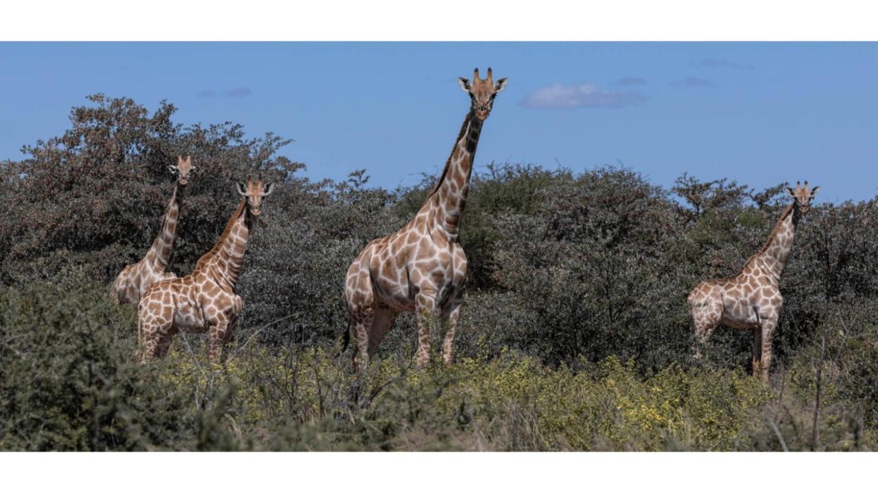 Sandune Game Lodge Gobabis Экстерьер фото